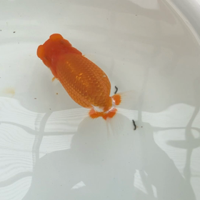 らんちゅう頑張ってますの画像