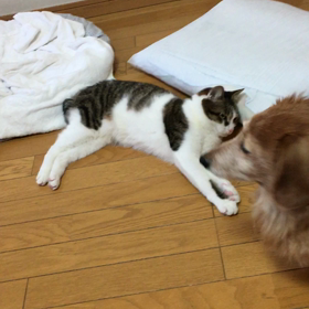 目が覚めたら… 今朝のニュース  チップとデール動画。の画像