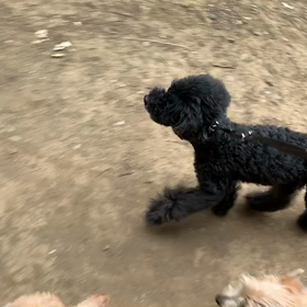 ♪14わんこと90分遠足♪代々木公園♪3/28の画像