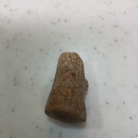 2020年2月1日 ルナの木  3の画像