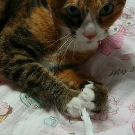 じゃれない(笑)の画像