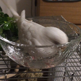 ちゃぷちゃぷ♩の画像