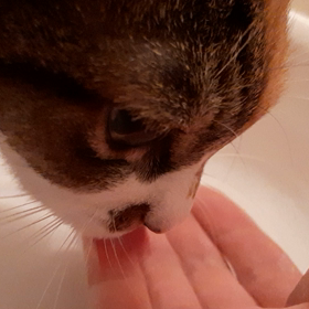 くみとることの画像