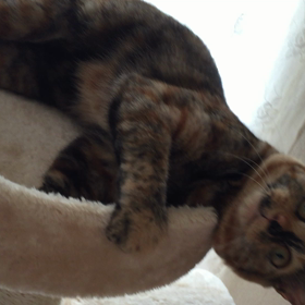 琥珀さ～んの画像