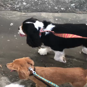 ♪お散歩動画♪お台場海浜公園♪の画像