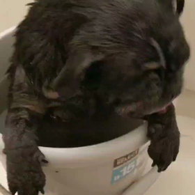 お風呂大好き❤️の画像