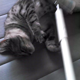 今日のネコの画像