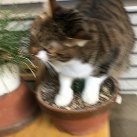 得体の知れないを整理に！えっ嘘でしょ。マリーちゃんどこのってるの？の画像