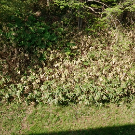 蝦夷春蝉？の画像