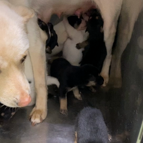 2022.04   子犬通信その２の画像