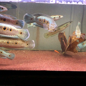 フラワートーマンの画像