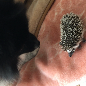 くろまめとわんこ、ご対面の画像