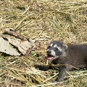 アライグマの赤ちゃんに遭遇動画の画像