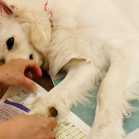 お家での爪切りの画像