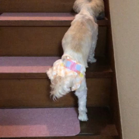 50日間だけでした。の画像