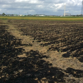台風接近 稲刈りの画像