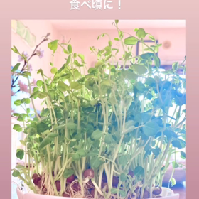 スクスク豆苗での画像