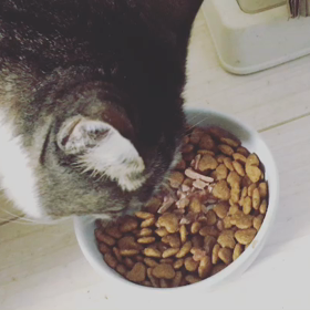 ごまちゃんの人馴れ度の画像