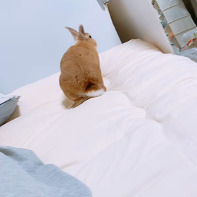 お腹を蹴られた飼い主の画像