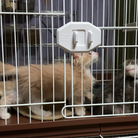 ご家族様、募集中❗️の画像