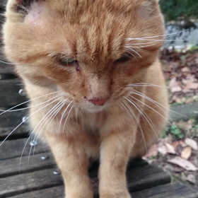 茶トラえもん 動画の画像