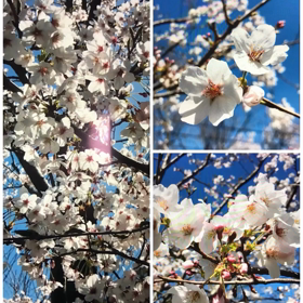 新年度スタート  #おうちで過ごそうの画像