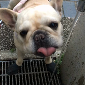 上手に飲むね。(つくね編)の画像