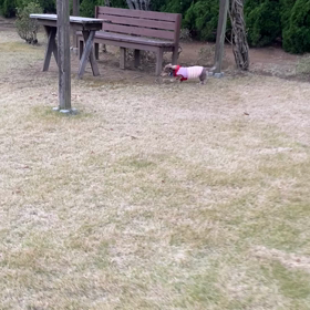 ダッシュダッシュのペット霊園♡の画像