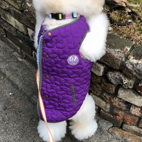 今朝のきなこの画像