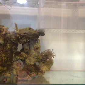 スミレヤッコ18日経過…の画像