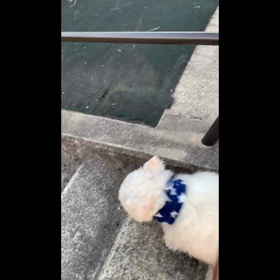 お散歩からのお庭の画像