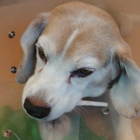 アンテナあってもの画像