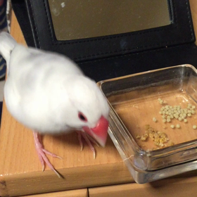 ペレットかシードかの画像