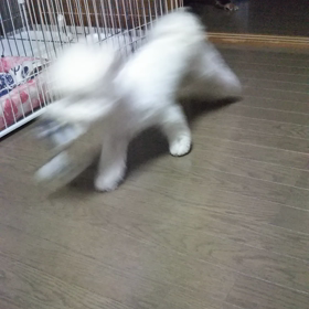 今日のはなちゃん352、モモちゃん308の画像