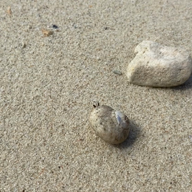 【ヤドカリ】の画像