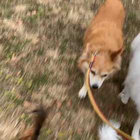 12月21日10わんこと1時間遠足　代々木公園の画像