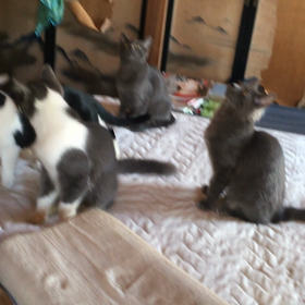 俺、親猫になる 242の画像