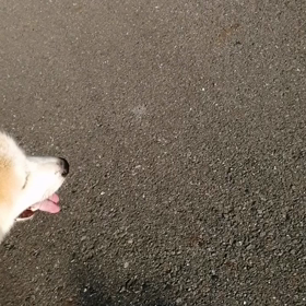 今朝の散歩中、◯ん◯が3回、特に3回目が軟便。下痢を心配するが、4回目がなかったから大丈夫かな？の画像