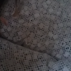 レッドテールキャットの画像