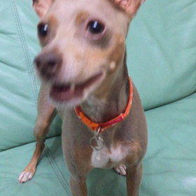 7/30 東京ビッグサイト【癒しフェア】大ちゃんと一緒♡の画像