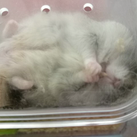 モフモフの画像