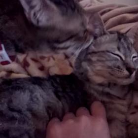 猫ちゃんの飴と鞭？の画像