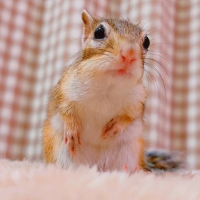 恋歌2♡♡の画像