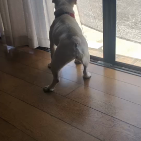 ワンワン❗️の画像