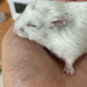 くしゃみ？しゃっくり？の画像