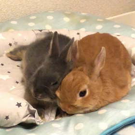 多頭飼いの 始まりの画像