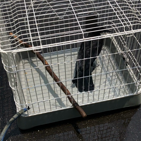 コスモ  お部屋のお掃除の画像