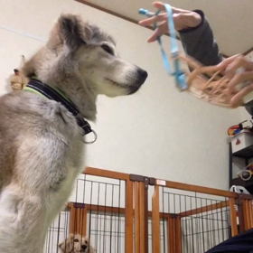 口輪装着の画像