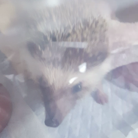 すなお動画集の画像