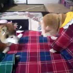 簡単でごめんなさい。の画像